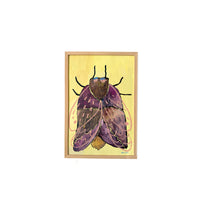 Originalillustration - Rosy Maple Moths